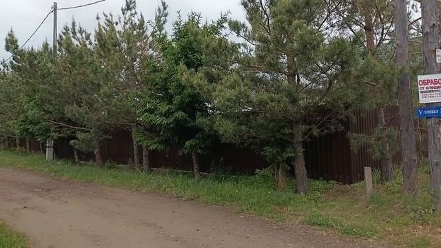 Сдерживаю рост сосны. Получается пышная, красивая и быстро не растёт.