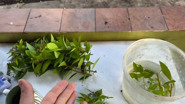 Зелёное черенкование спиреи - как, что и почему 🌱