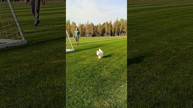Лохматусик.mp4