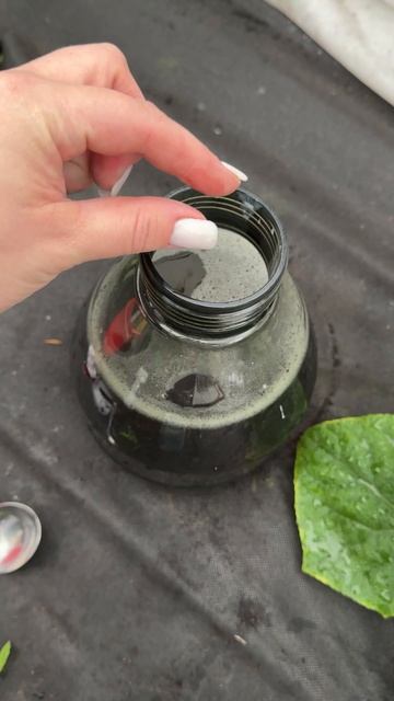 В июне - июле ОГУРЦЫ ТРЕБУЮТ ЭТО!
