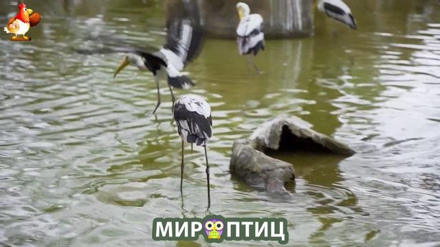 Мир птиц – красота и грация пернатых созданий Природы 🦩🦚🦜 Выпуск (171) 🦉🐦🐤