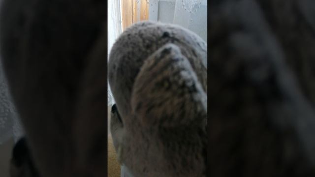 Что делают басики утром?