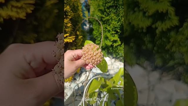 Хойя Chunii