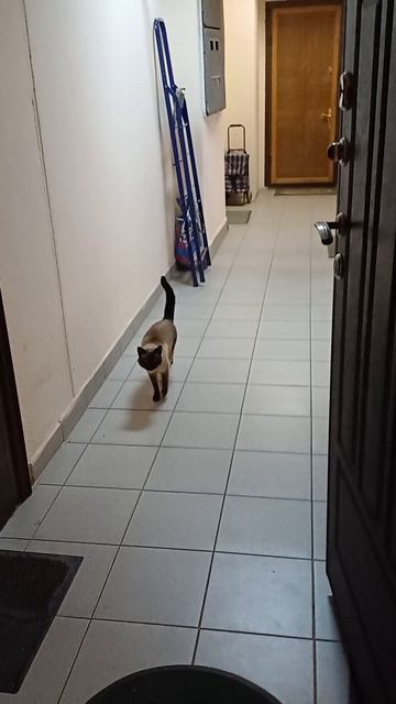 Сиамская кошка