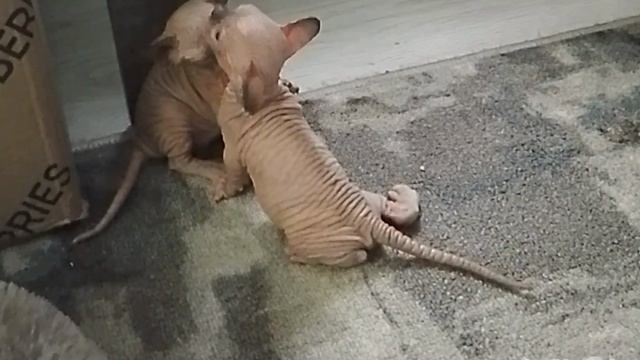 1000003950.mp4
