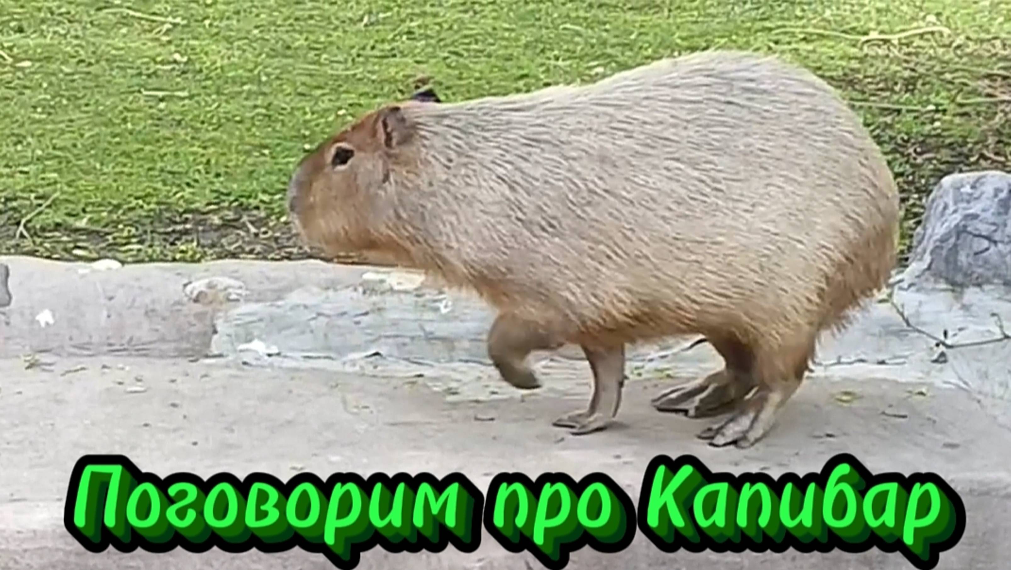 Капибары.