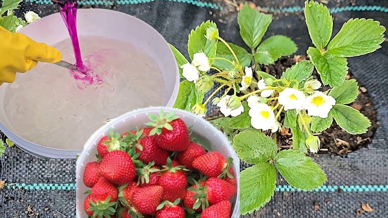 Секретная Подкормка для Клубники! Ягода с Кулак — Урожай Удивит Всех! 🍓💣