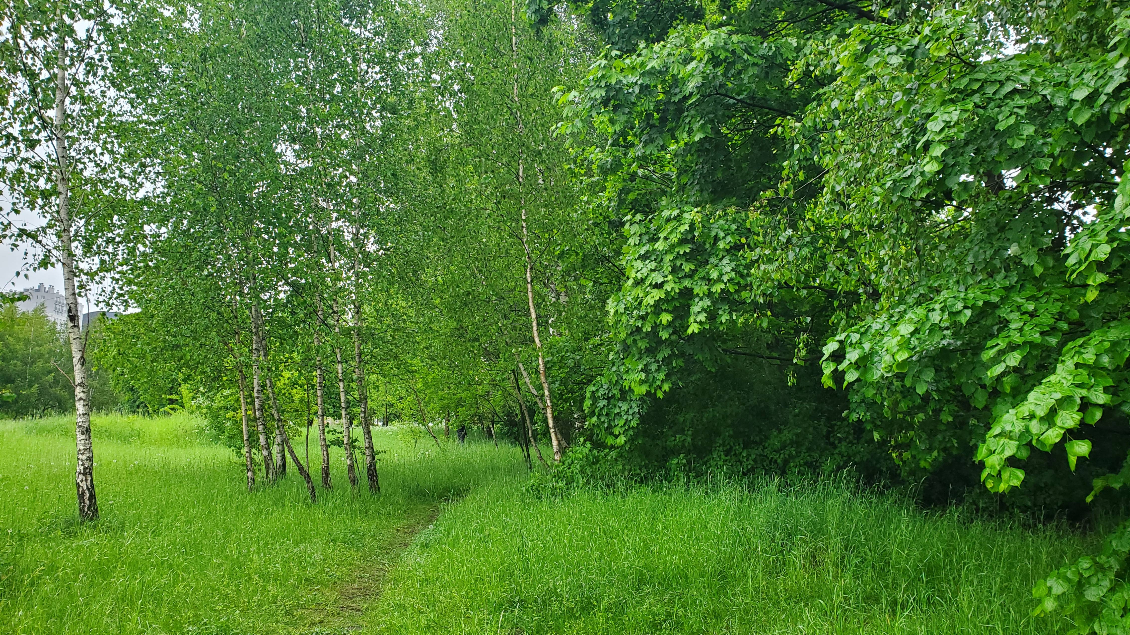 🌳Мини-парк рядом со школой, городские птицы...🕊️🍃🌞