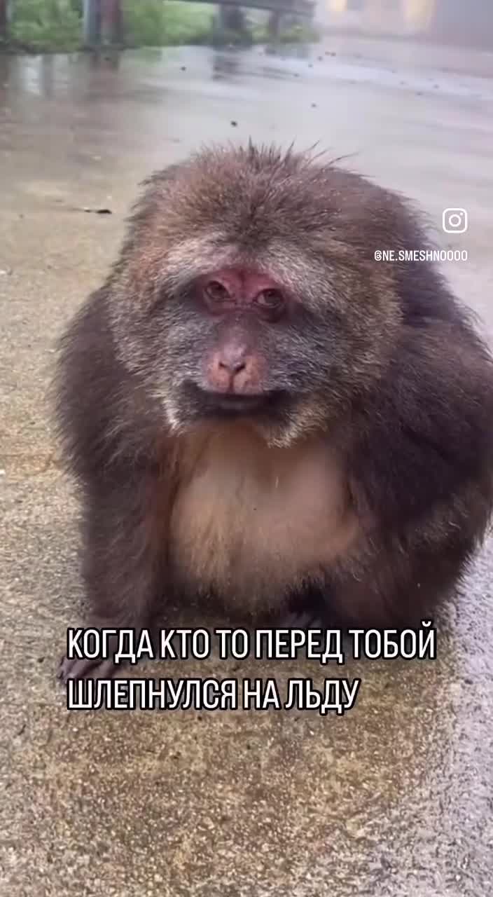 Обезьяна сидит на дороге и смущенно улыбается 🦧
