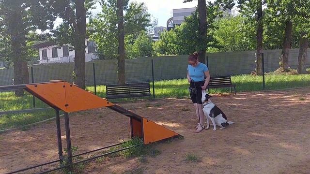 Умка 3 года 
Помесь
Первые прохождения змейки и бум с командами.