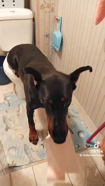 VID-20250329-WA0000.mp4