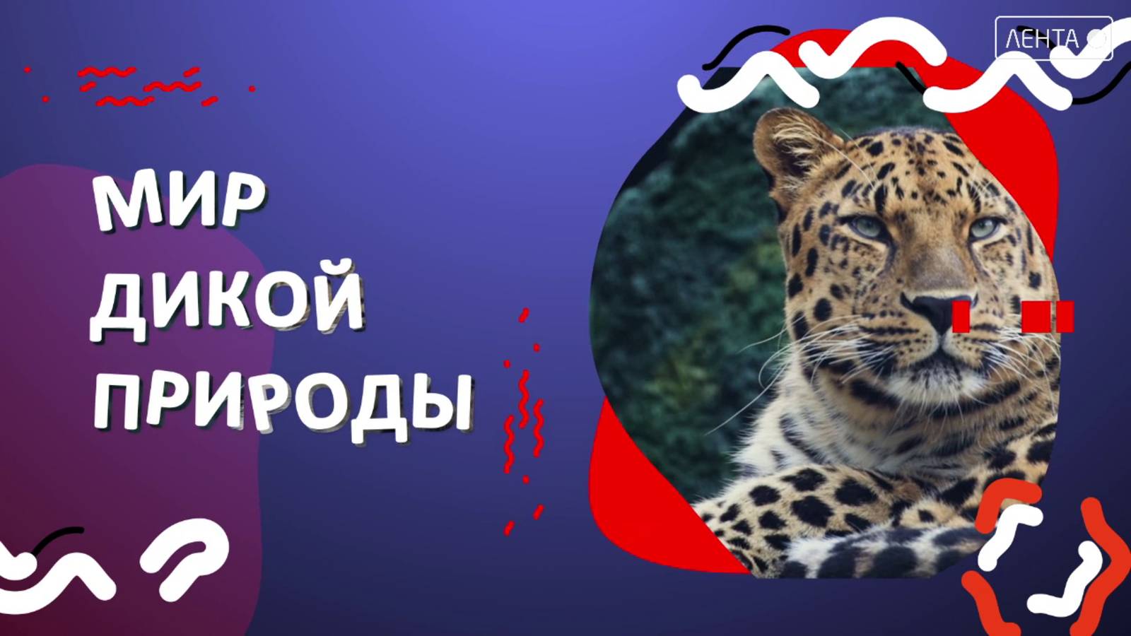 Мир дикой природы. Шумная компания тихой дикой ночью