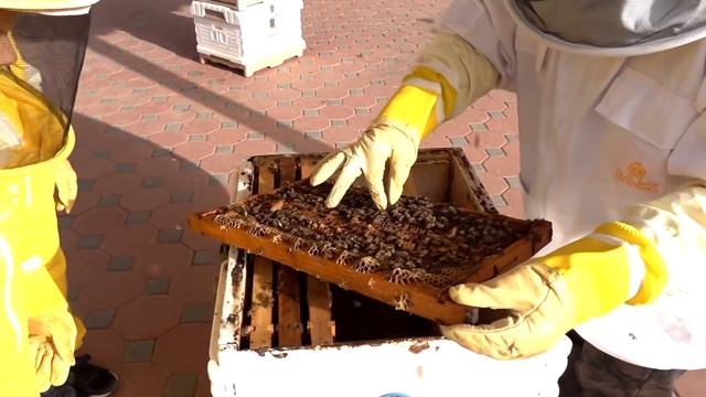 Диана и Рома Диана и Рома знакомятся с пчелами, экскурсия по саду медоносных пчел ХАТТА - Веселое се