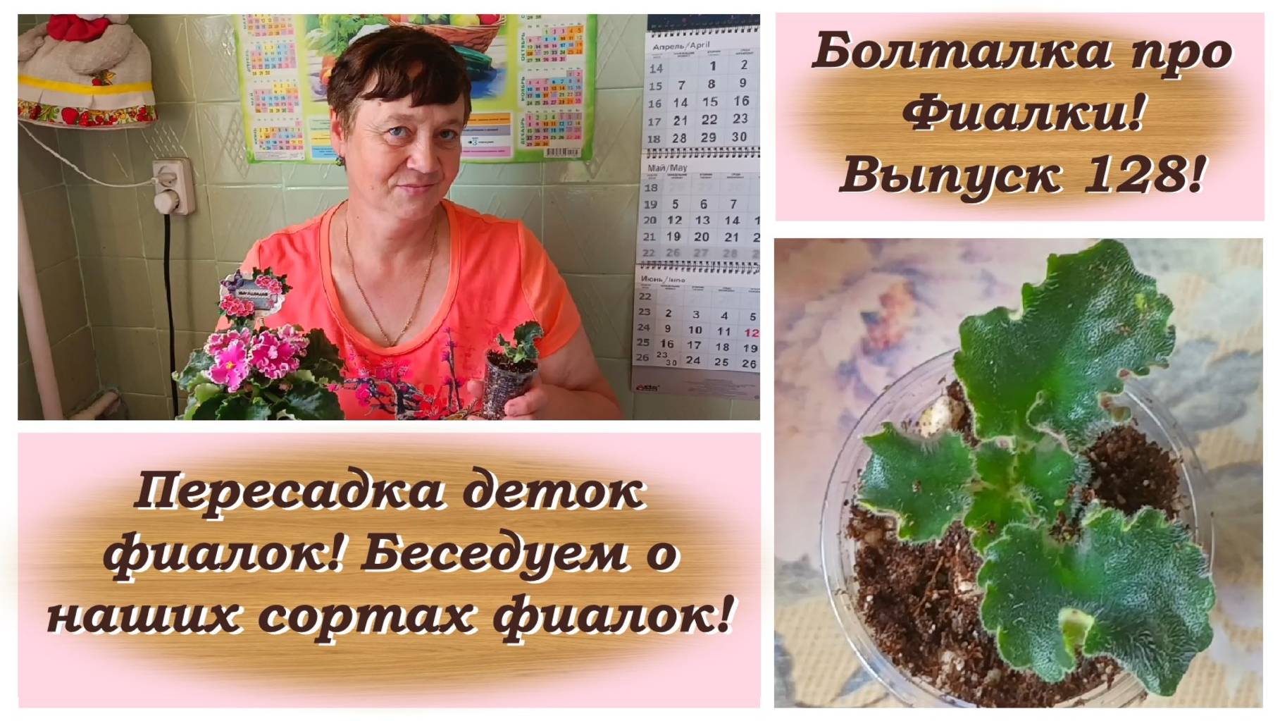 Болталка про Фиалки! Выпуск 128! Пересадка деток фиалок! Беседуем о наших сортах фиалок!