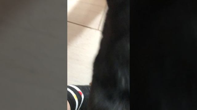 Охотимся на майского жука