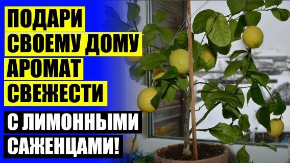 🎯 Где заказать саженцы цитрусовых домашних сортов ⚪ Сажать косточку от лимона