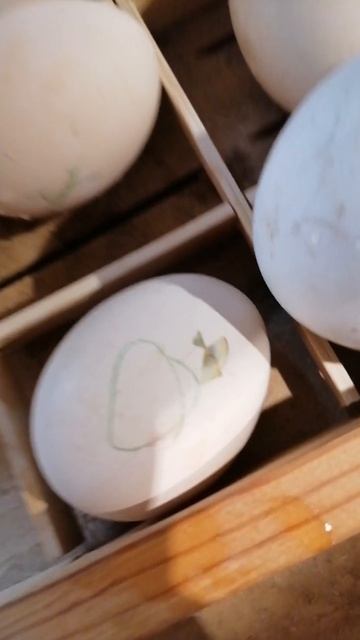 Мой первый цыпленок 🐣