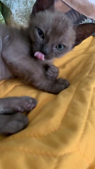 Котенок мальчик 2 мес