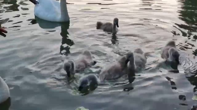 Парк им. Гагарина. Симферополь