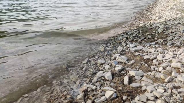 Роща болотного кипариса