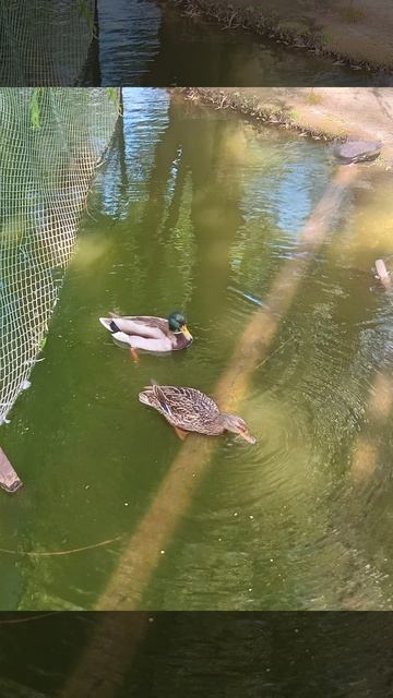 Утки а Саратовском парке