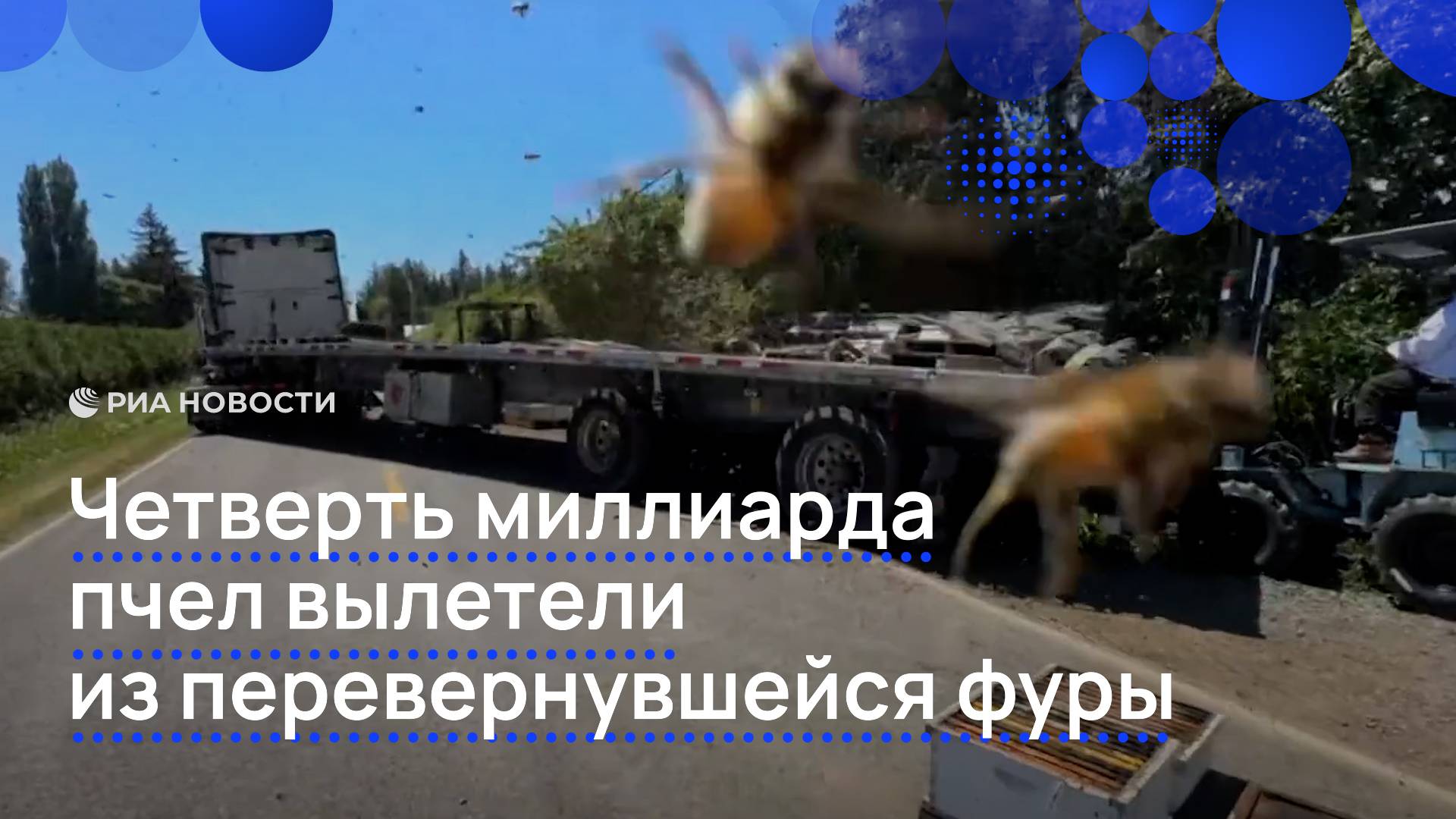 Четверть миллиарда пчел вылетели из перевернувшейся фуры