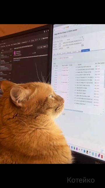 Кот проверяет код