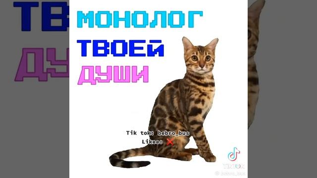 Монолог души [автор bebro_bus]