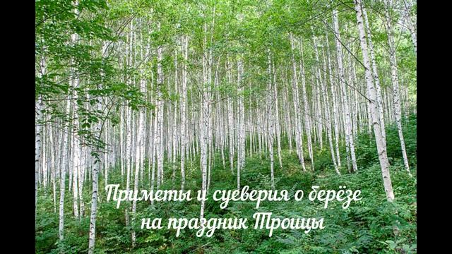 Суеверия и народные приметы о березе на праздник Троицы