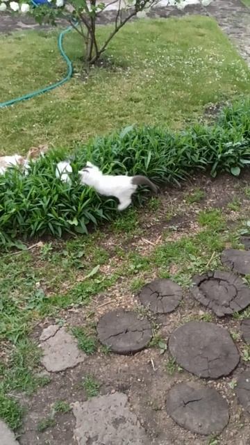 Детство. Игра котят