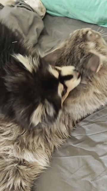 Котопес
