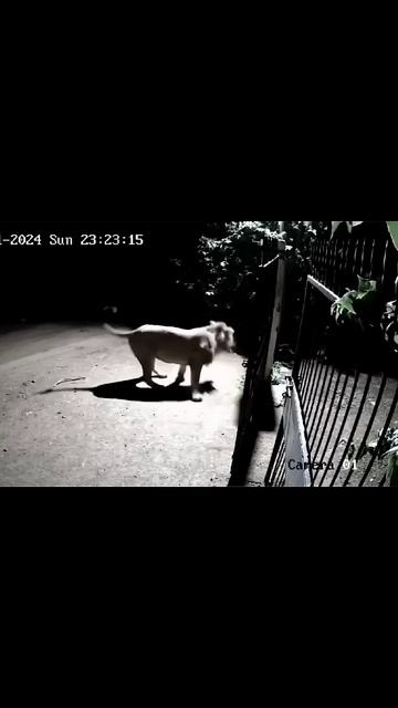 Lions🦁 vs dogs🐕 #ytshort