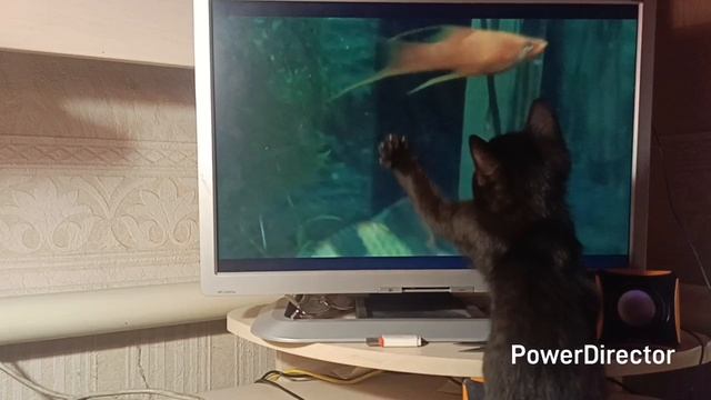 Котенок рыбак 😅😅😅