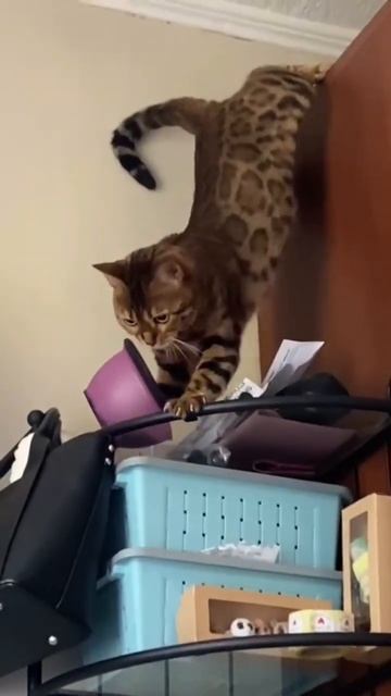 Бенгальская кошка Леопарда.Продолжение