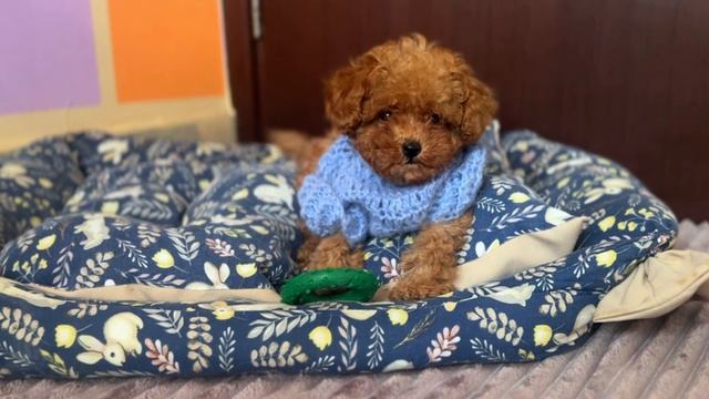 Той-пудель Toy_milka