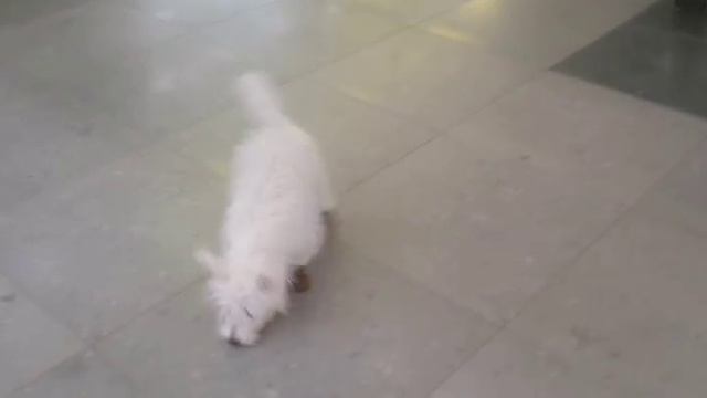 Первая Обувь.mp4