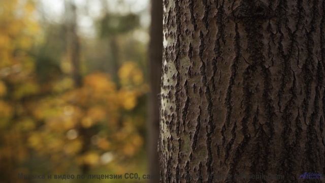 Эта композиция взломала хит-парады - алгоритмы против человечества! - Hammer and Bridge -- Ayla Nere