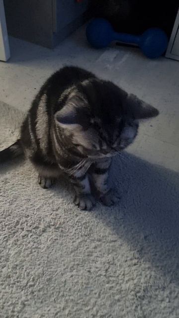 КТО ЭТО? Рубби! #cat #кот