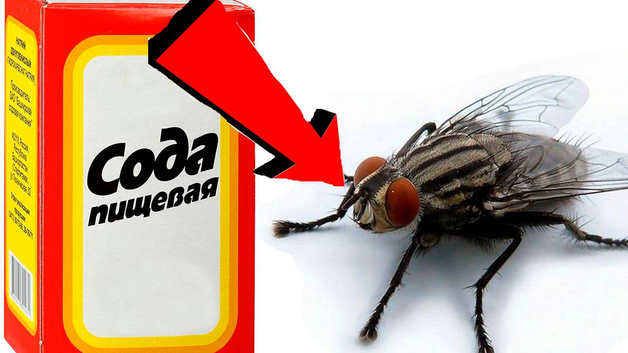 Как избавиться от мух За 3 Секунды...!!..!!..!!..