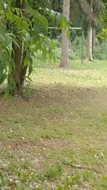 белка 🐿