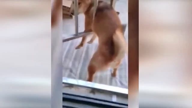 Смешные кошки и собаки!