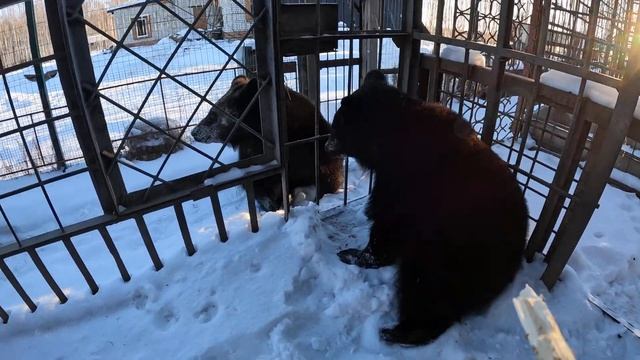 В такой ситуации можно и по харе дать. Медведи.