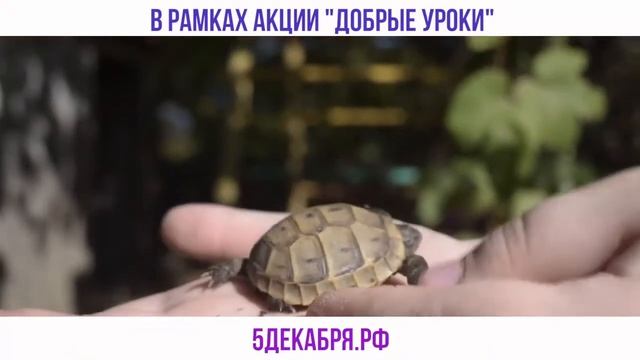 Добрые уроки