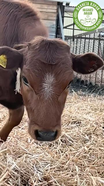 🐄 Маленькие чудеса на ферме — телята коровы!
