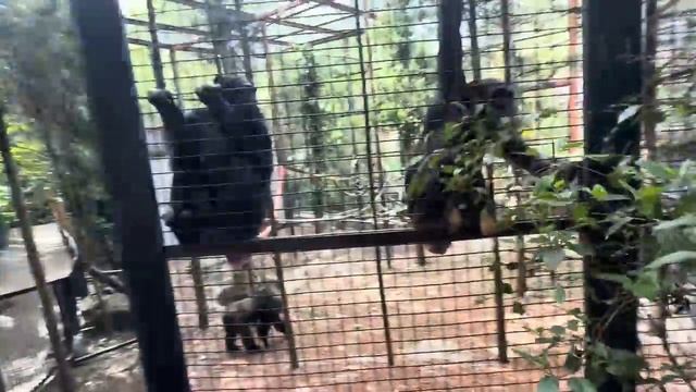 ОЧЕНЬ ВЕСЕЛОЕ видео! Олег Зубков пришел в гости к своим шимпанзе, не возможно не смеяться)))