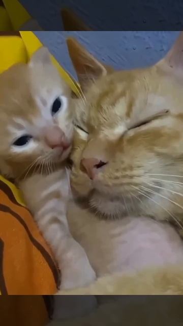 Мурчалки😍