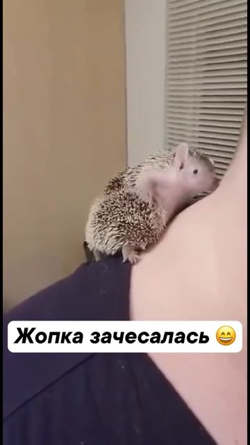 Просто Ёжик😏просто чешет😉