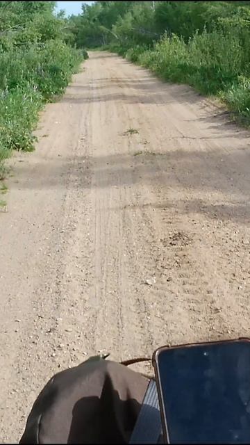 покатушки с кроликом