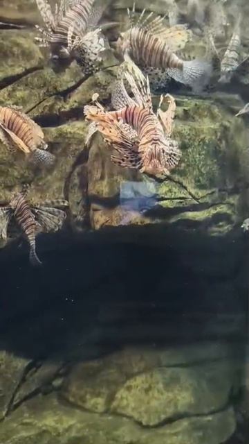 Рыбки