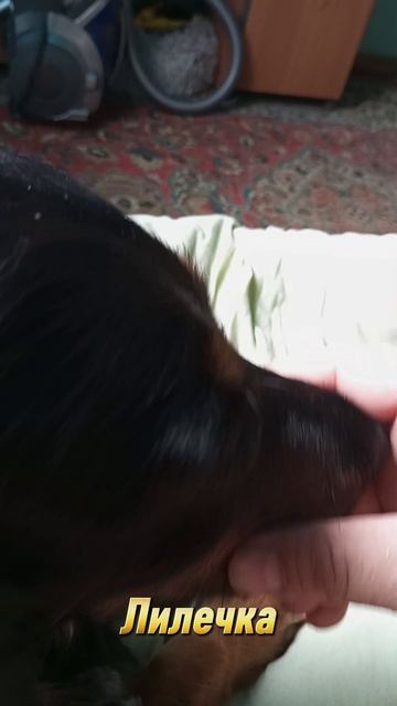 Ласковая спаниелька 🥰